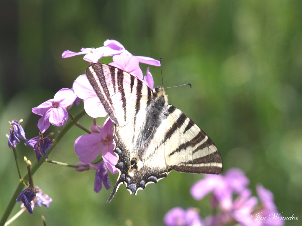 Koningspage, Iphiclides podalirius.JPG